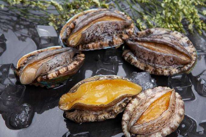 Quê hương của món ngon biển: Nhà sản xuất bào ngư chuyên nghiệp ở Phúc Kiến, Trung Quốc